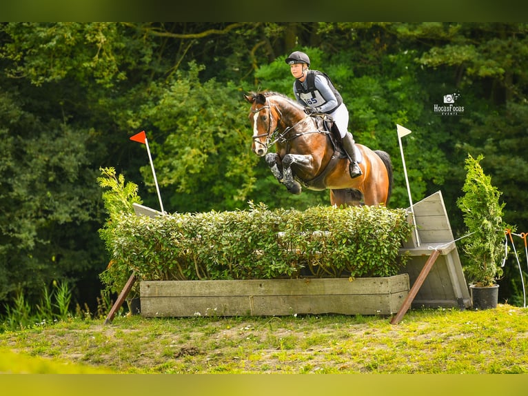 KWPN Wałach 13 lat 165 cm Gniada in Wijdewormer