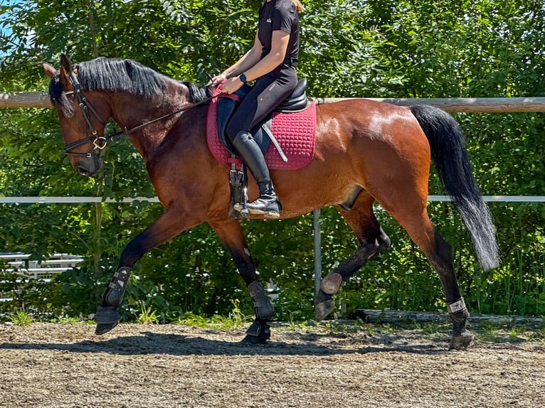 KWPN Wałach 14 lat 162 cm in Graz