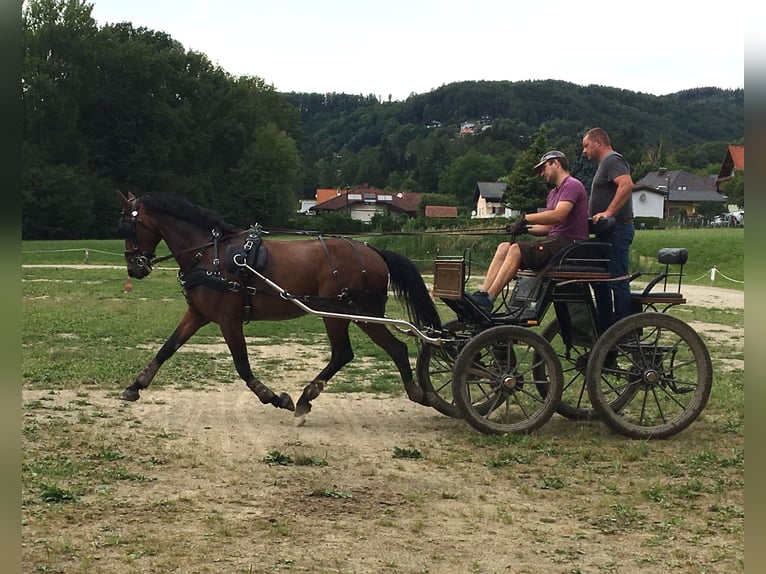 KWPN Wałach 14 lat 162 cm in Graz