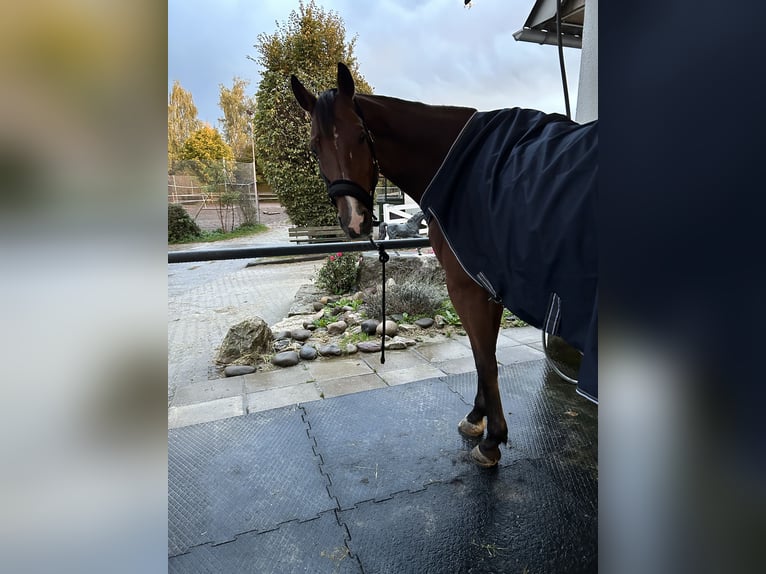 KWPN Wałach 14 lat 170 cm Gniada in Ortschwaben