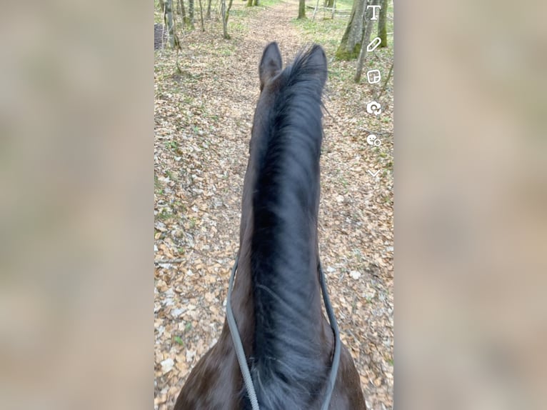 KWPN Wałach 18 lat 170 cm Ciemnogniada in Lambach