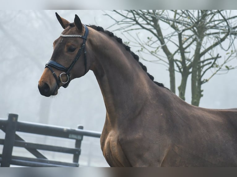 KWPN Wałach 3 lat 164 cm Gniada in Loon op Zand