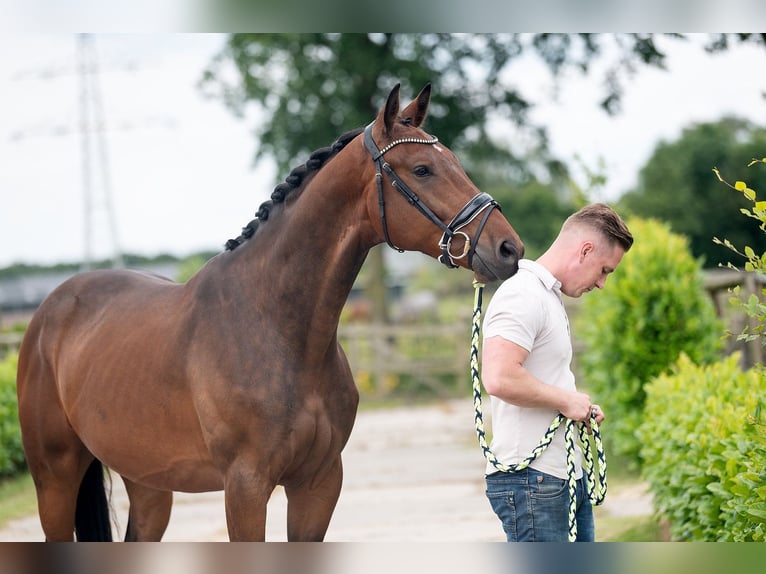 KWPN Wałach 3 lat 170 cm Gniada in Weert