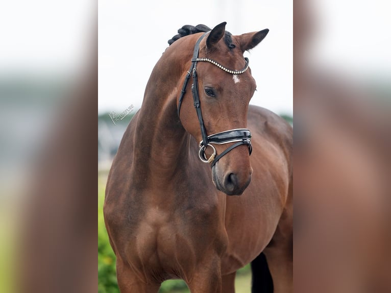 KWPN Wałach 3 lat 170 cm Gniada in Weert