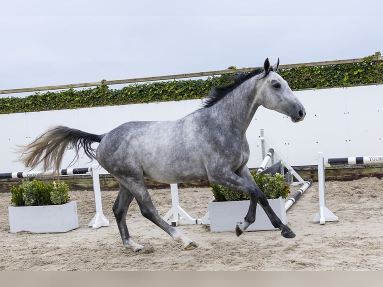 KWPN Wałach 3 lat 170 cm Siwa in Waddinxveen