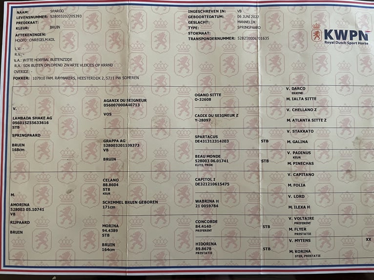 KWPN Wałach 3 lat 175 cm Ciemnogniada in Venhorst