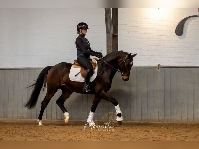 KWPN Wałach 4 lat 158 cm Gniada in Nieuw-Vennep