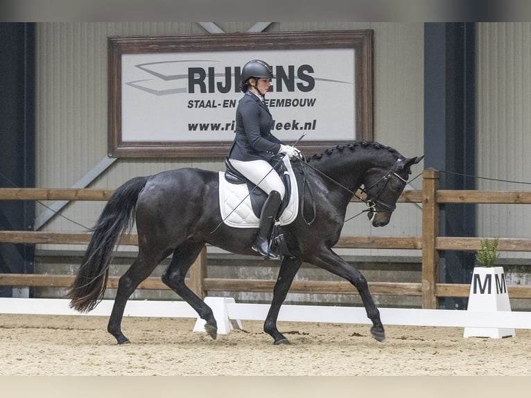 KWPN Wałach 4 lat 166 cm Skarogniada in Deurze