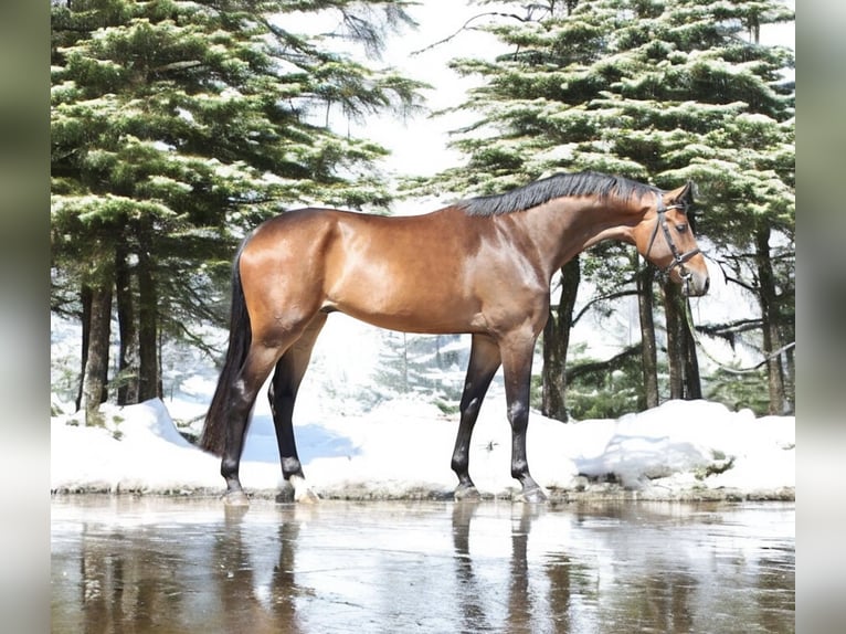 KWPN Wałach 4 lat 167 cm Gniada in Kroatisch Minihof / Mjenovo