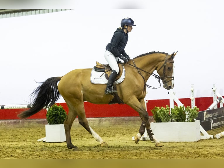 KWPN Wałach 4 lat 167 cm Jasnogniada in Waddinxveen