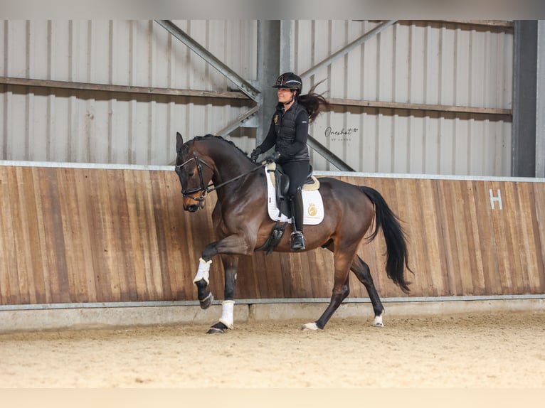 KWPN Wałach 4 lat 170 cm Ciemnogniada in Harlingen