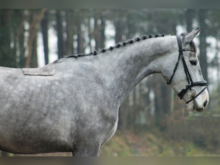 KWPN Wałach 4 lat 170 cm Siwa in Zevenbergen