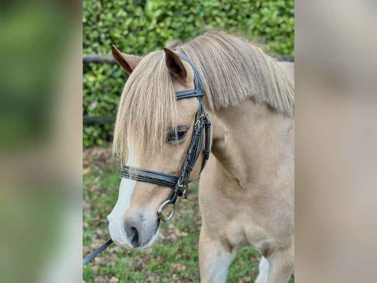 KWPN Wałach 5 lat 126 cm Kasztanowata in Bladel