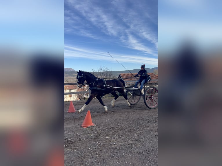 KWPN Wałach 5 lat 162 cm Ciemnogniada in Sežana