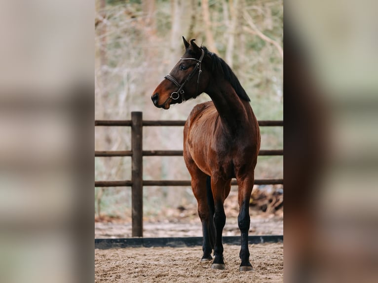 KWPN Wałach 5 lat 163 cm Gniada in GROTE-BROGEL