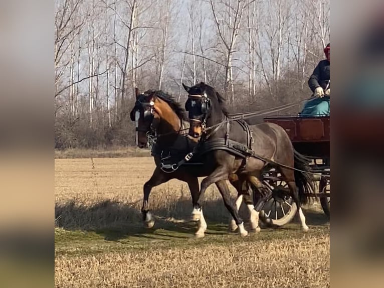 KWPN Mix Wałach 6 lat 160 cm Gniada in Tass