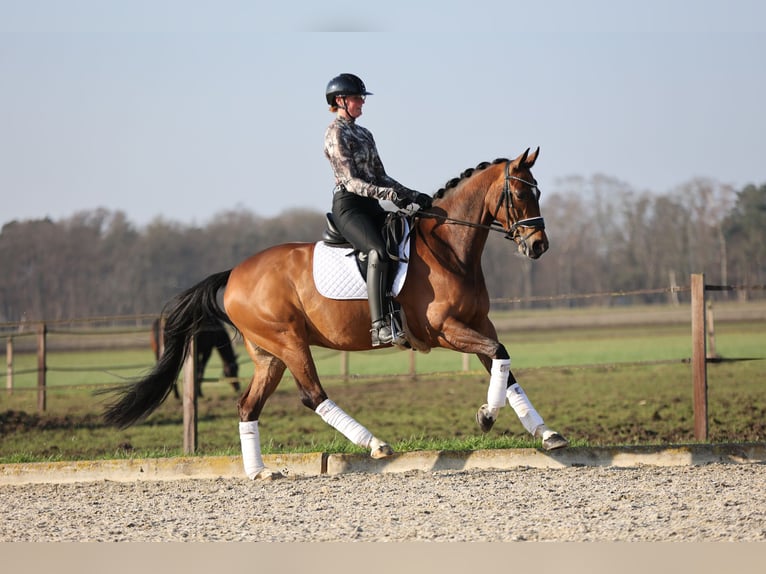 KWPN Wałach 9 lat 167 cm Gniada in Haaksbergen