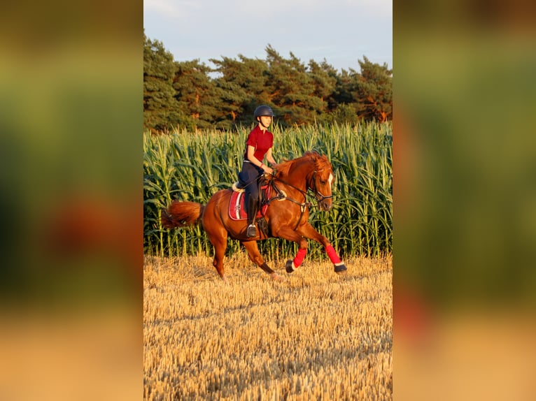 KWPN Wallach 10 Jahre 155 cm Fuchs in Meppen