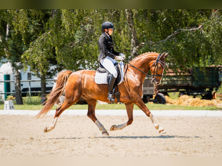 KWPN Wallach 10 Jahre 160 cm Fuchs in Breitenfurt bei Wien