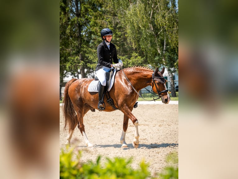 KWPN Wallach 10 Jahre 160 cm Fuchs in Breitenfurt bei Wien