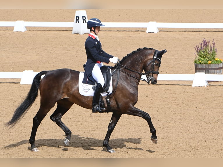 KWPN Wallach 10 Jahre 163 cm Rotbrauner in Bristol