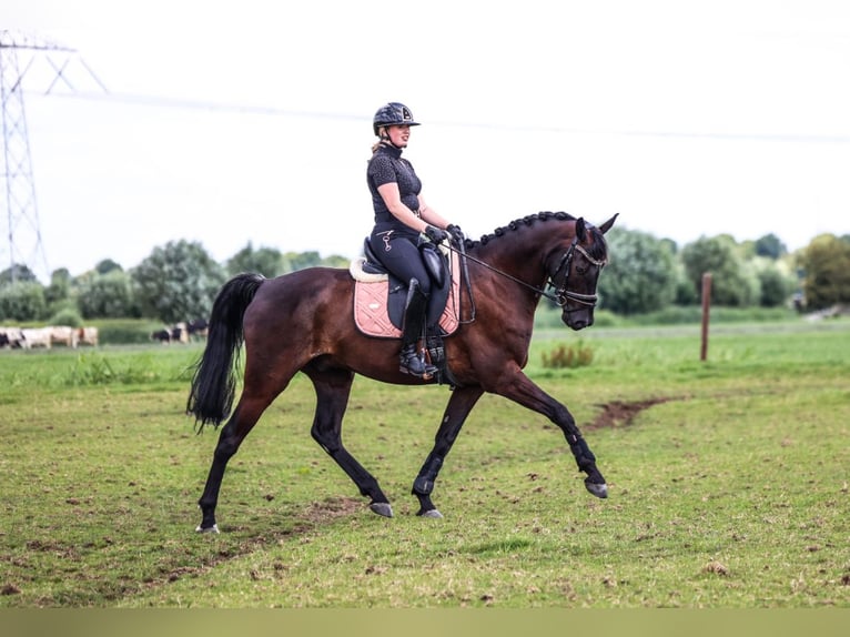 KWPN Wallach 10 Jahre 163 cm Schwarzbrauner in Abcoude