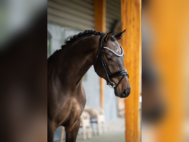 KWPN Wallach 10 Jahre 164 cm Dunkelbrauner in Mol