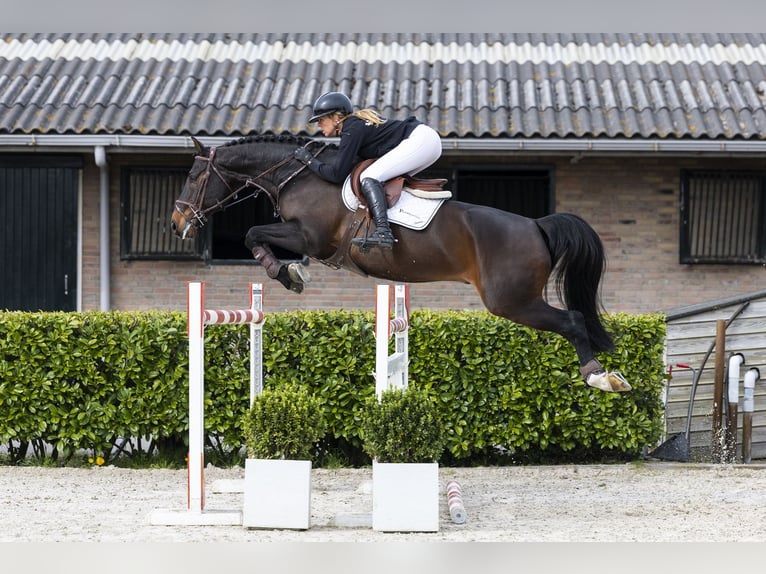 KWPN Wallach 10 Jahre 165 cm  in Waddinxveen