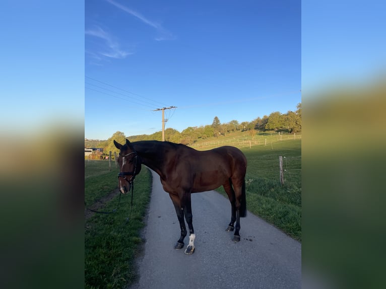 KWPN Wallach 10 Jahre 166 cm Brauner in Winnenden
