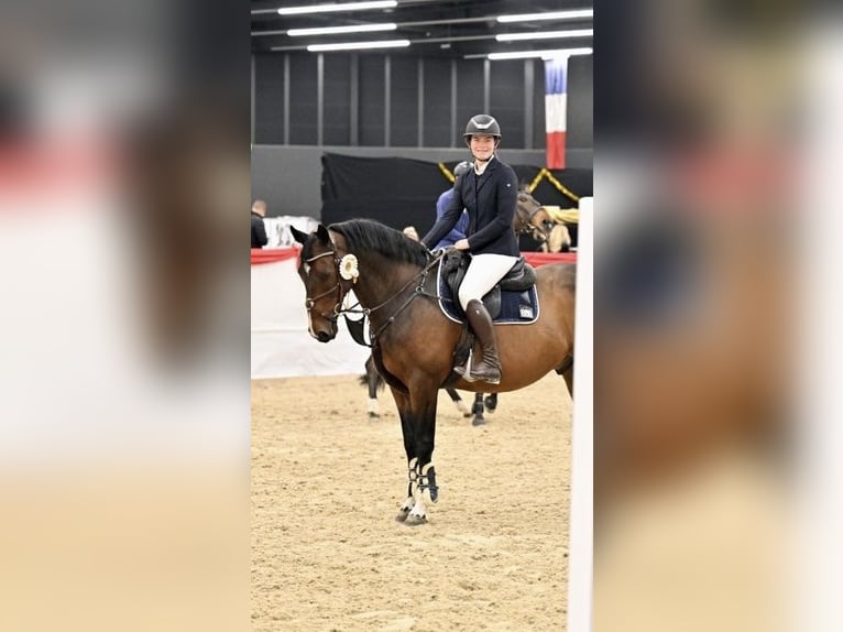 KWPN Wallach 10 Jahre 166 cm Brauner in Schlins