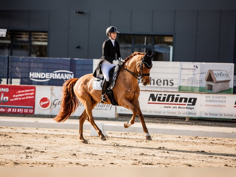 KWPN Wallach 10 Jahre 166 cm Fuchs in Senden