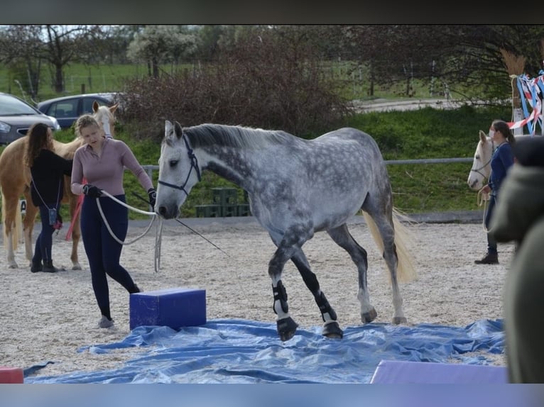 KWPN Wallach 10 Jahre 167 cm Apfelschimmel in Ofterdingen