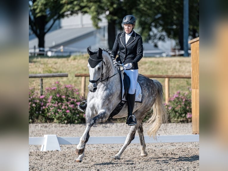 KWPN Wallach 10 Jahre 167 cm Apfelschimmel in Ofterdingen
