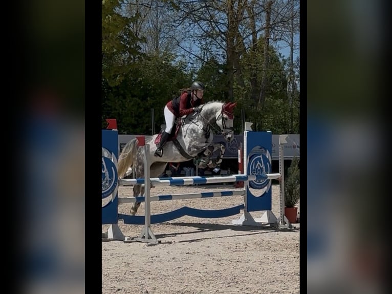 KWPN Wallach 10 Jahre 167 cm Apfelschimmel in Ofterdingen