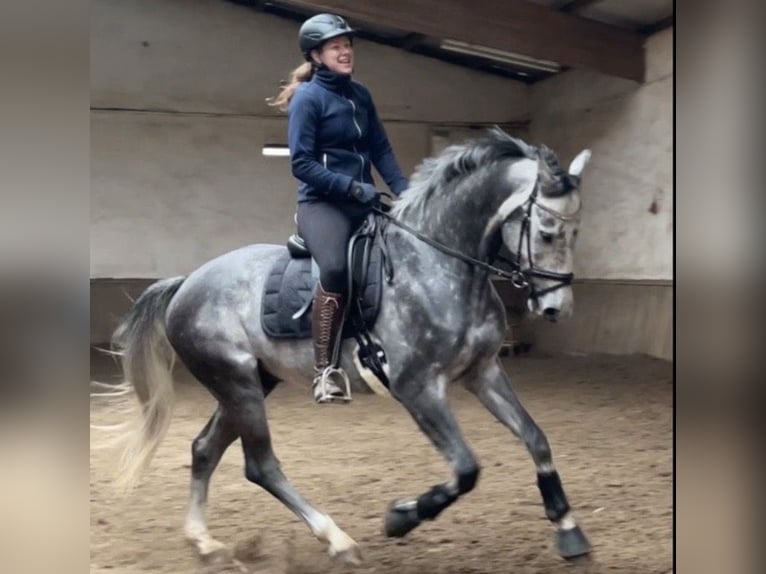 KWPN Wallach 10 Jahre 167 cm Apfelschimmel in Ofterdingen