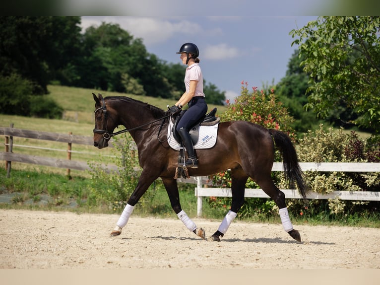 KWPN Wallach 10 Jahre 167 cm Dunkelbrauner in La tour du pin