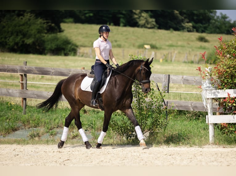 KWPN Wallach 10 Jahre 167 cm Dunkelbrauner in La tour du pin