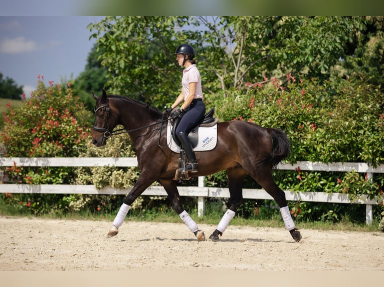 KWPN Wallach 10 Jahre 167 cm Dunkelbrauner in La tour du pin