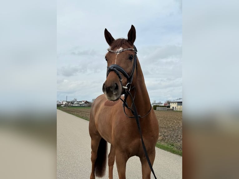 KWPN Wallach 10 Jahre 167 cm Fuchs in Leipheim