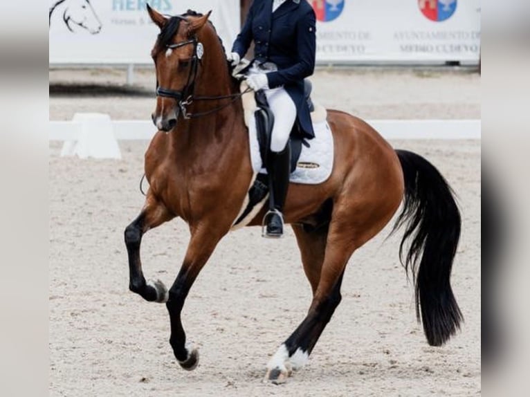 KWPN Wallach 10 Jahre 167 cm Hellbrauner in Asten