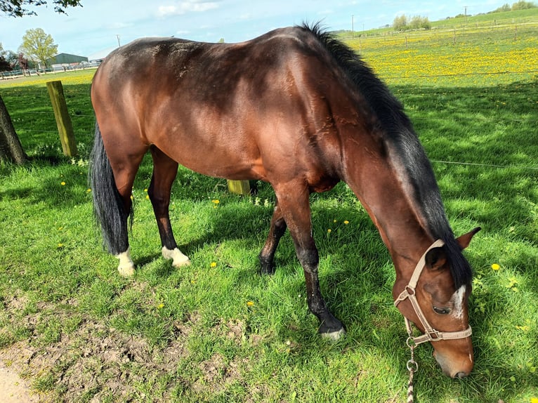KWPN Wallach 10 Jahre 168 cm Brauner in Emmerich