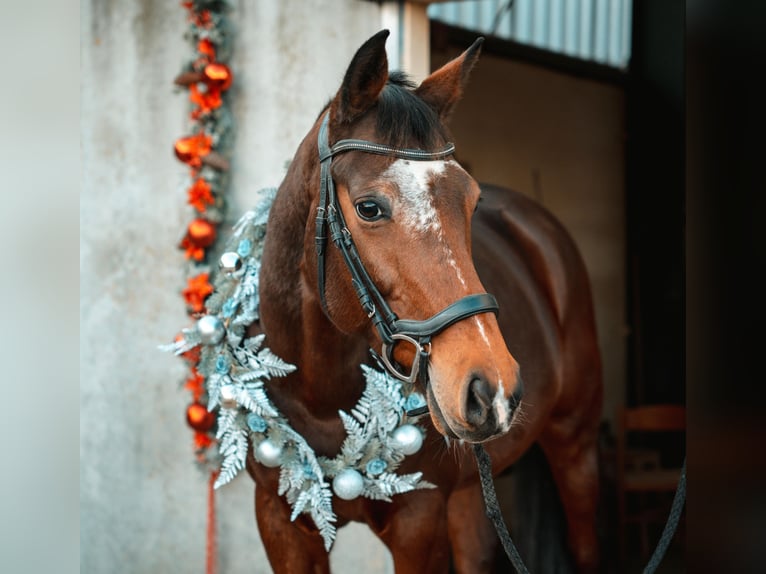 KWPN Wallach 10 Jahre 168 cm Brauner in Emmerich