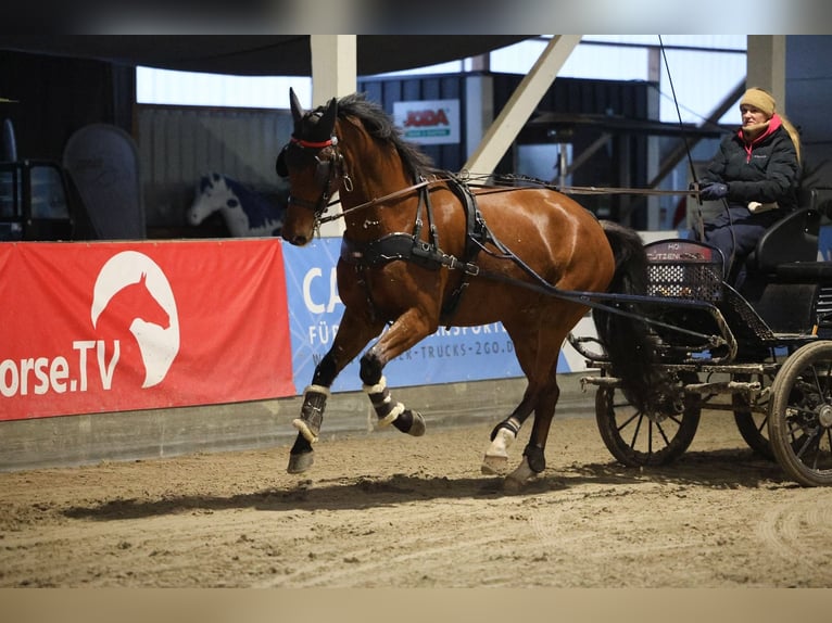 KWPN Wallach 10 Jahre 168 cm Brauner in Negernbötel