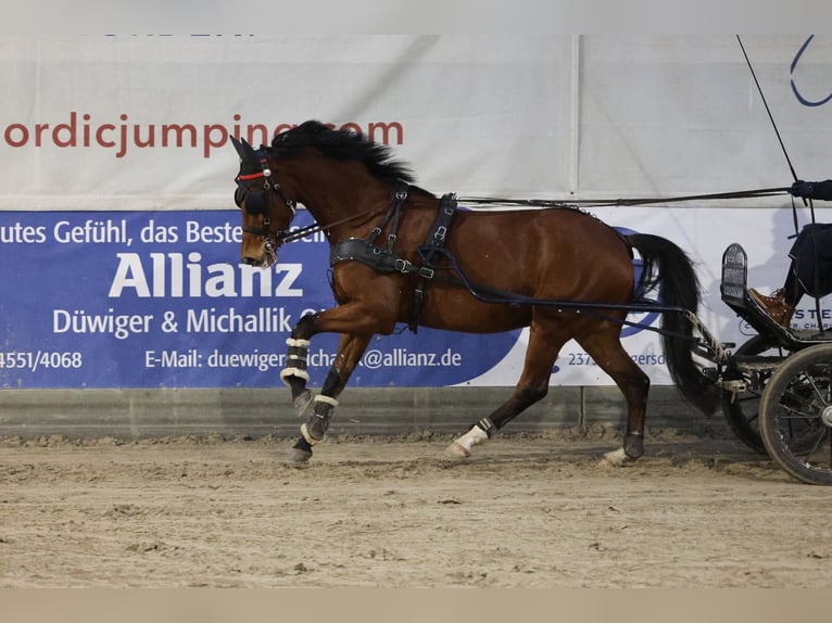 KWPN Wallach 10 Jahre 168 cm Brauner in Negernbötel