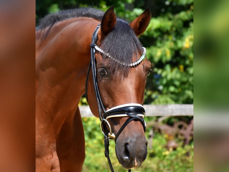 KWPN Wallach 10 Jahre 168 cm Brauner in Neuss