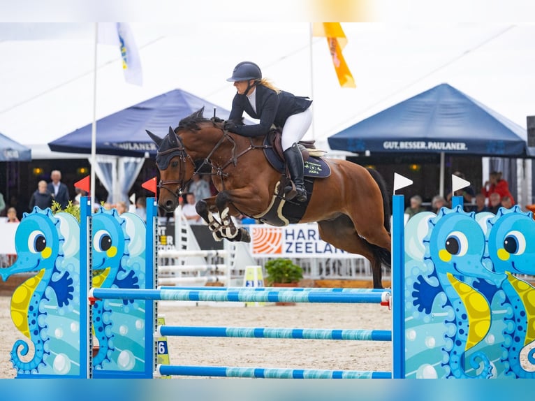 KWPN Wallach 10 Jahre 169 cm Brauner in GROTE-BROGEL