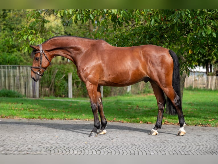 KWPN Wallach 10 Jahre 169 cm Brauner in GROTE-BROGEL