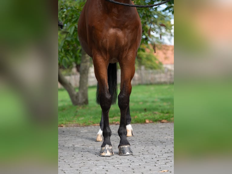KWPN Wallach 10 Jahre 169 cm Brauner in GROTE-BROGEL