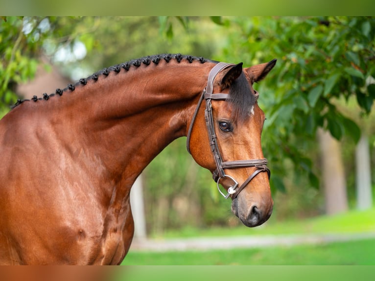 KWPN Wallach 10 Jahre 169 cm Brauner in GROTE-BROGEL