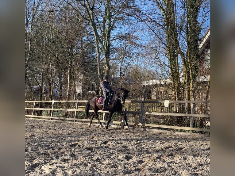 KWPN Wallach 10 Jahre 169 cm in Delft